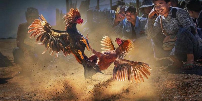 Banner www.shopnhatban.vn